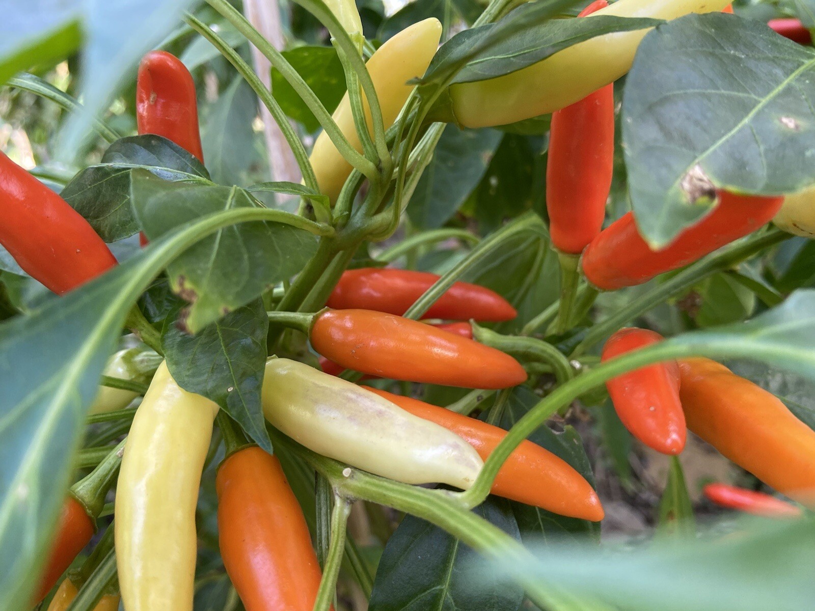 (10) KS White Thai Hot Pepper Seeds plants ornamental cooking
