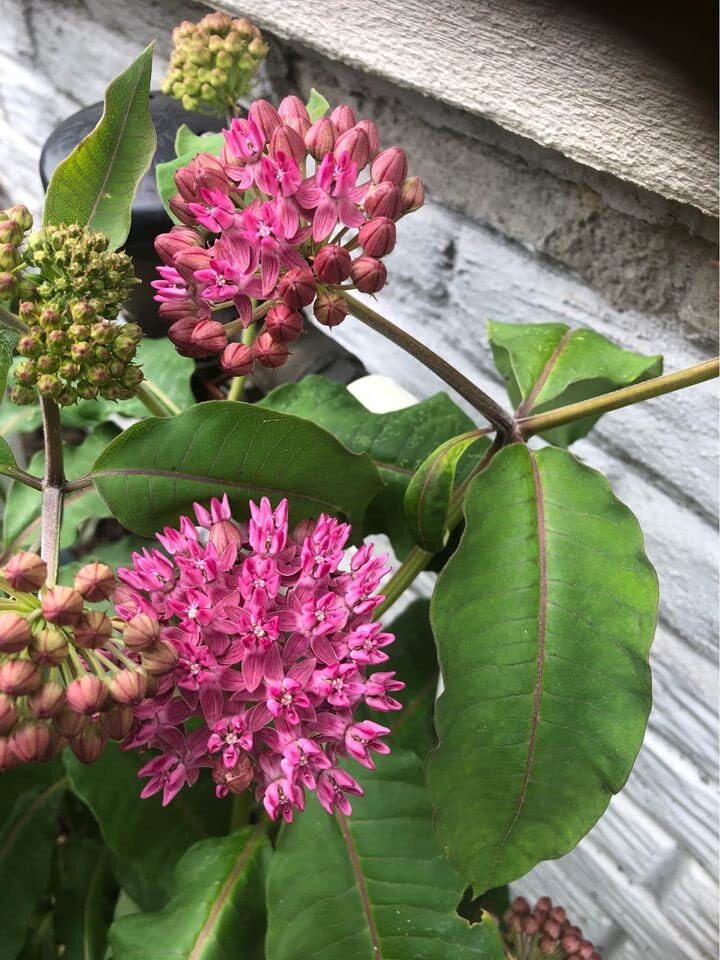 Common Milkweed Native Seeds for Planting (100 Seeds) – Asclepias syriaca – Grea