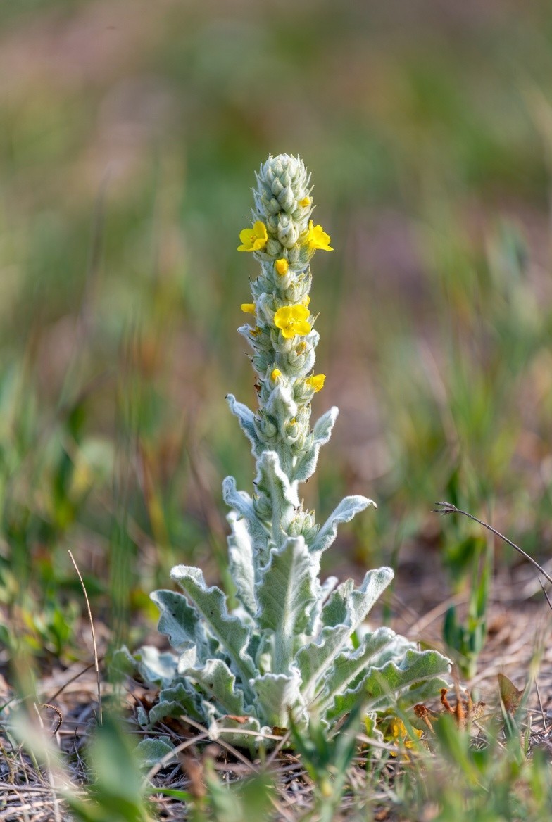 Mullein Starter Herb Plants – Live Common Mullein (Verbascum thapsus) – Organic