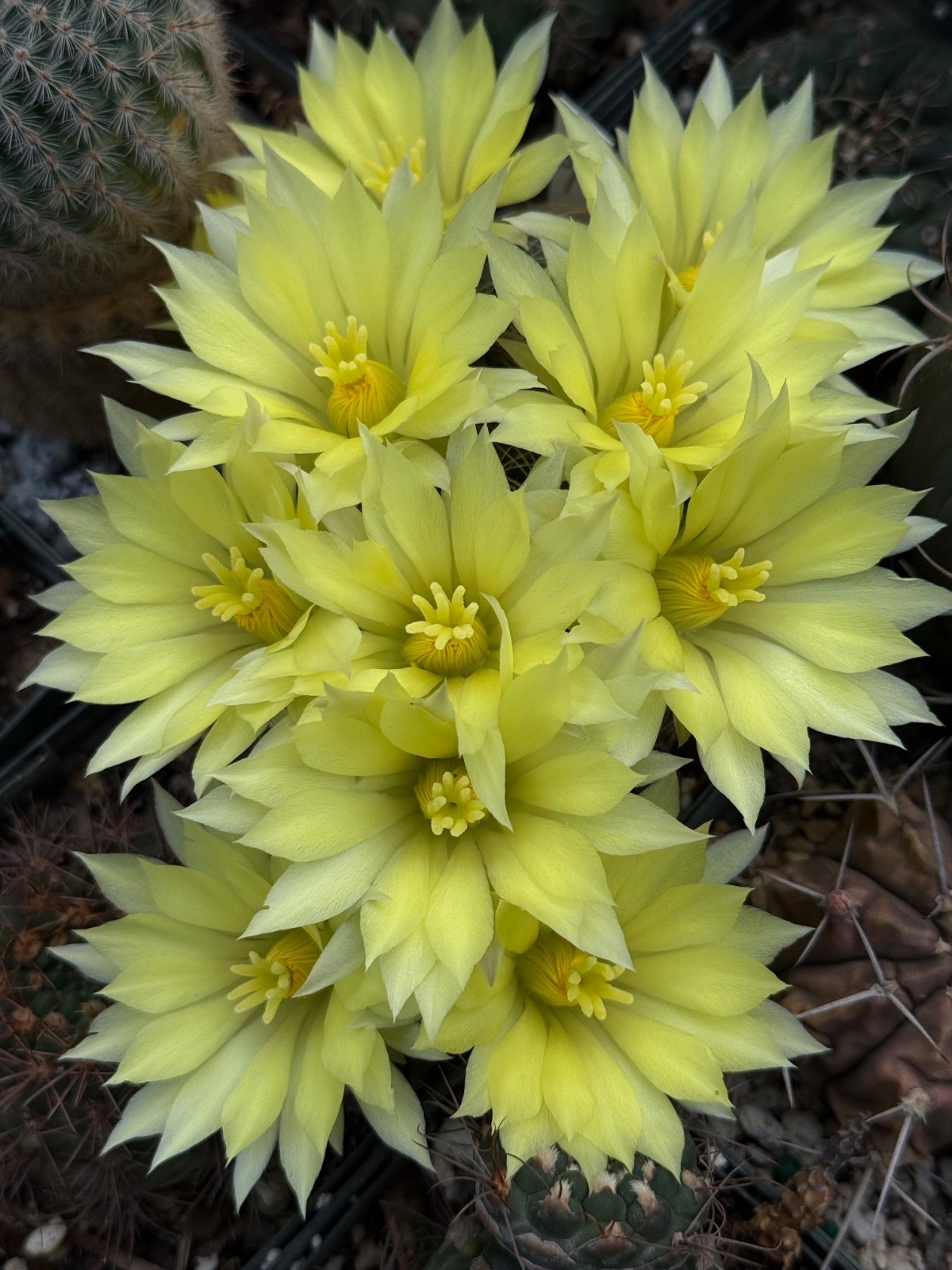 Mammillaria sphaerica, cactus plant
