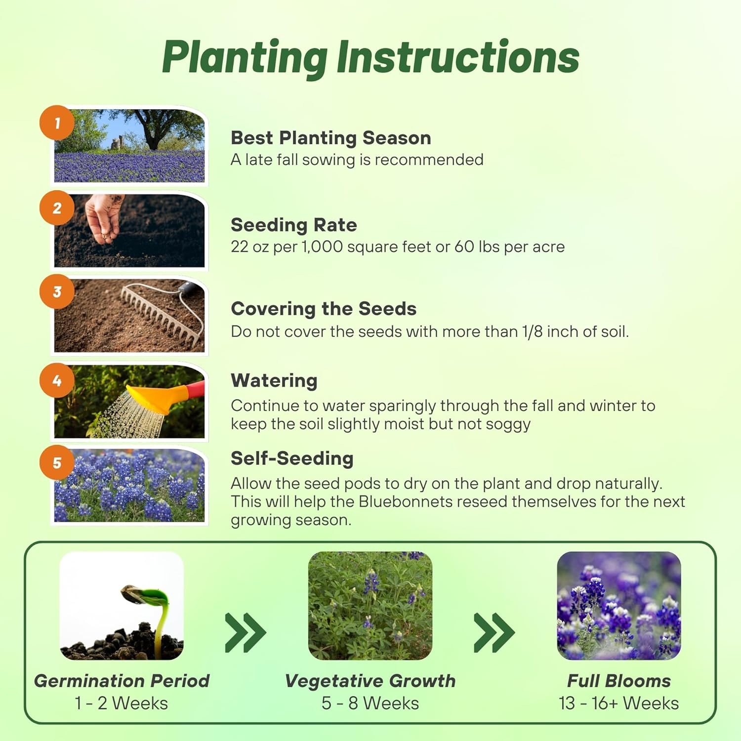 1 LB Texas Bluebonnet Seeds For Planting | Wildflower Seed For Planting Outdoors