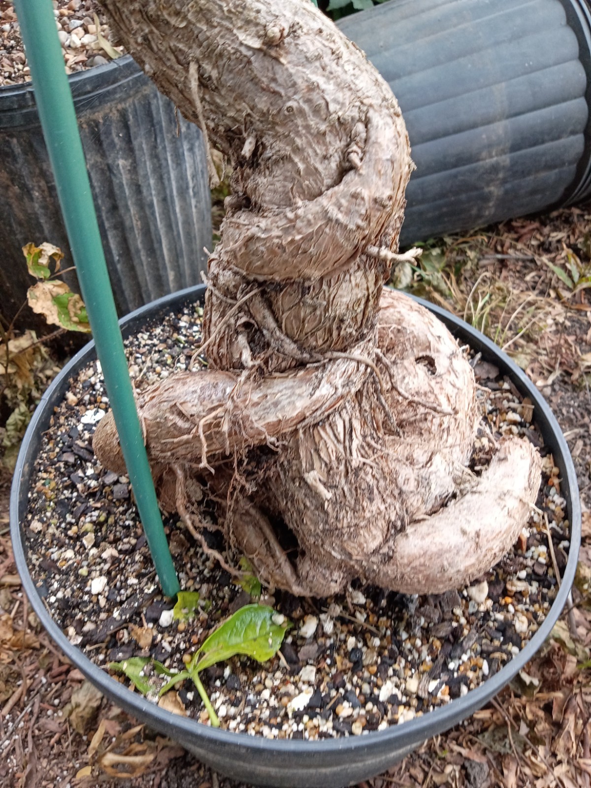 queensland australian bottle tree fully rooted potted plants