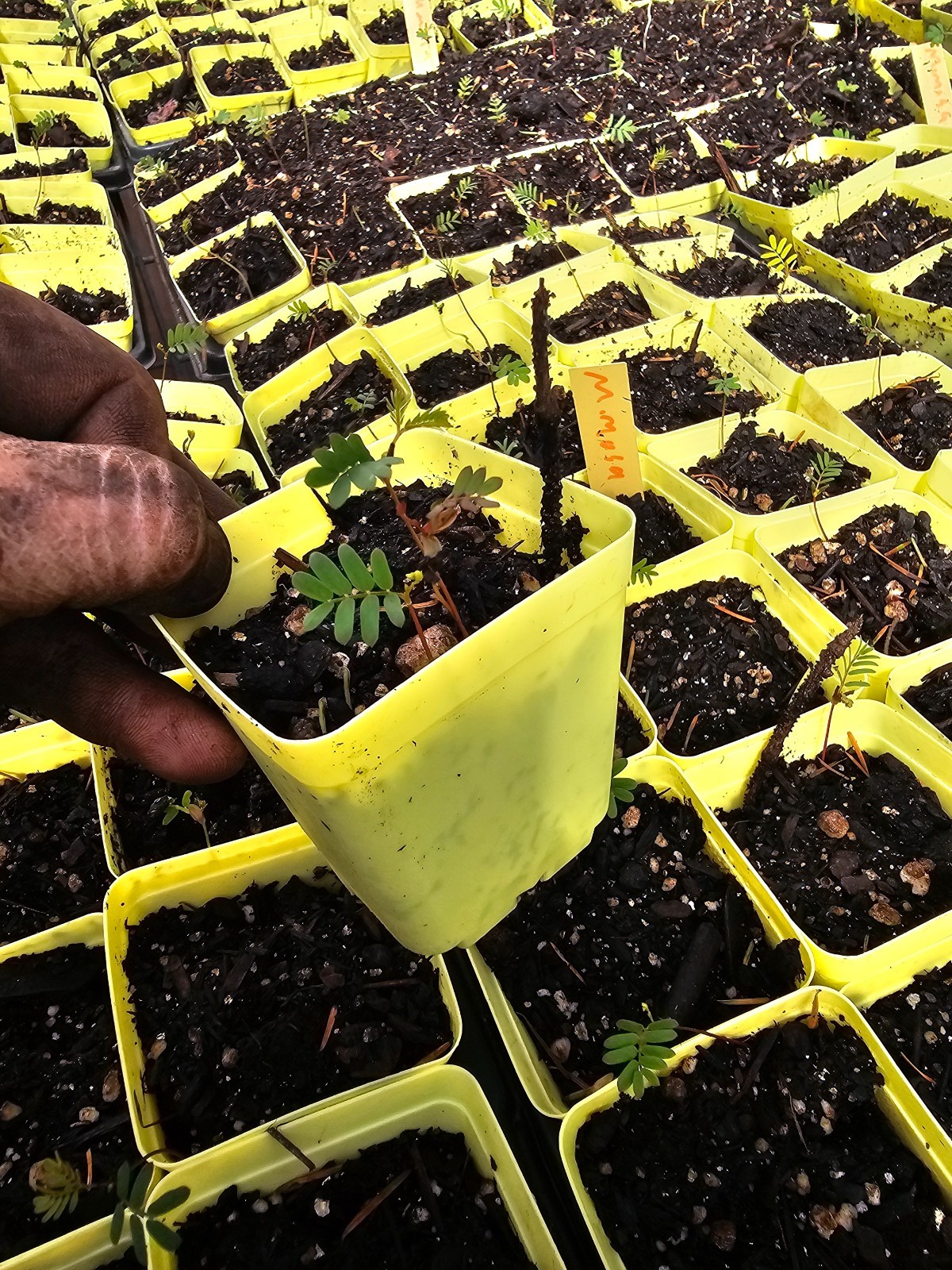 2-pack SMALL very tiny MIMOSA TREE just sprouted in 3″ pot