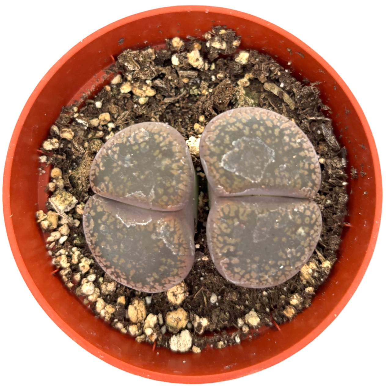 Was $20 Now $10 Lithops Live Succulent Plant, Large 4″ Pot, Rare Living Stone