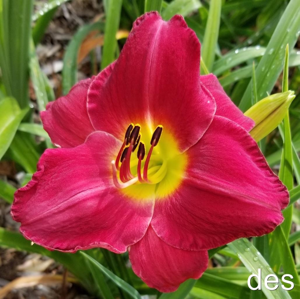 Daylily ~ HAPPY REBEL~ Extended bloom, Rebloomer ~ Daylilies ~ LIVE PLANT