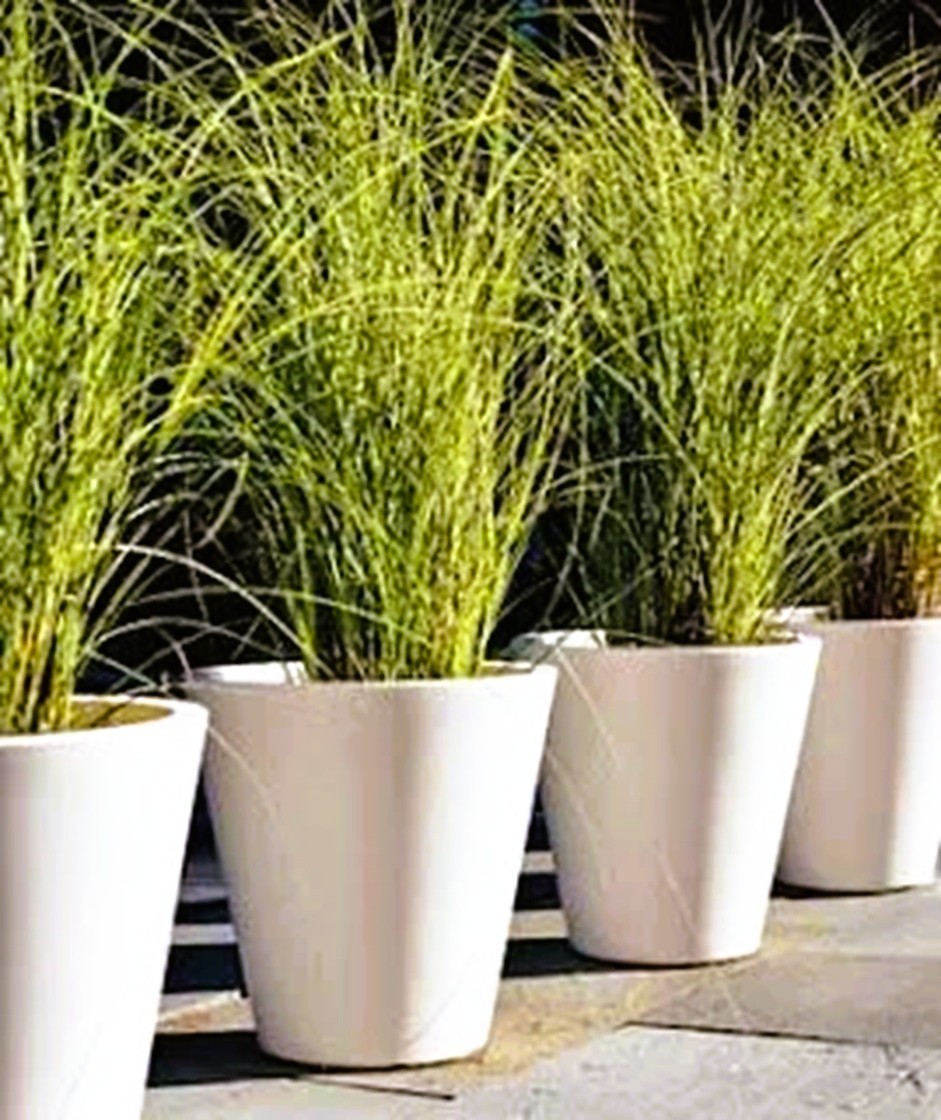 40 Live Lemongrass stalks, natural, non-toxic pest control, safe for pets & kids
