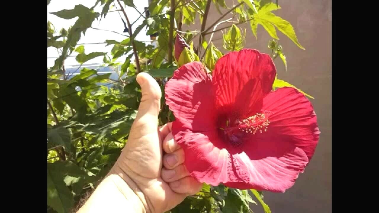 30 LUNA RED SWAMP MALLOW SEEDS – Hibiscus moscheutos ‘Luna Red’