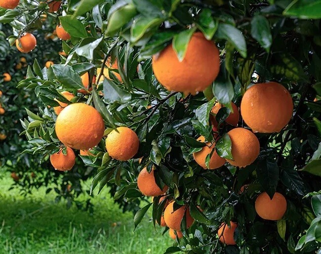 3 x California Navel Orange 6 – 8 inches Scions Cutting for Grafting Rooting