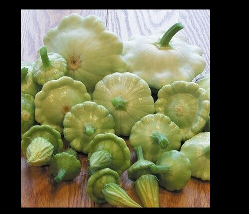 Bennings Green Tint Summer Squash 10 – 100 Seeds Patty Pan Prolific Scallops