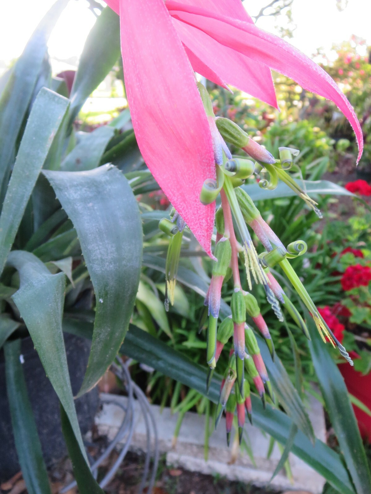 Billbergia Nutans Queens Tears Bromeliad 2 Pups