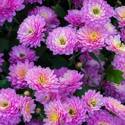 Orchid Delight Mum Chrysanthemum Seeds 200+ Seeds Mum Flower Flower Seeds