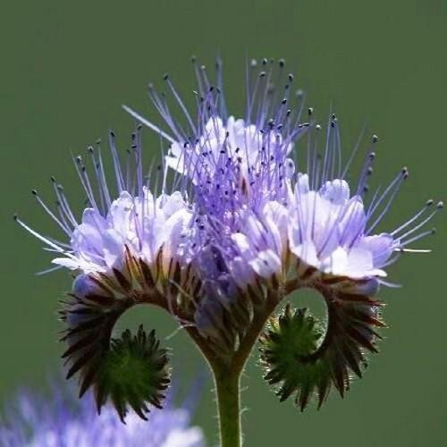 Purple Lacy Tansy Flower 500 Seeds USA Seller