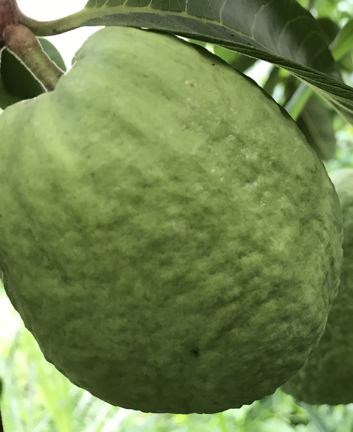 50 Pcs Rare Guava, Psidium Guajava Seeds, High Germination Seeds