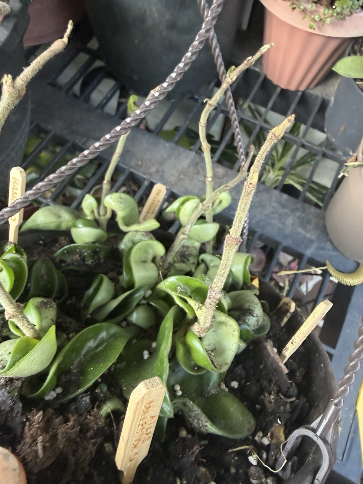 hoya hindu rope plant