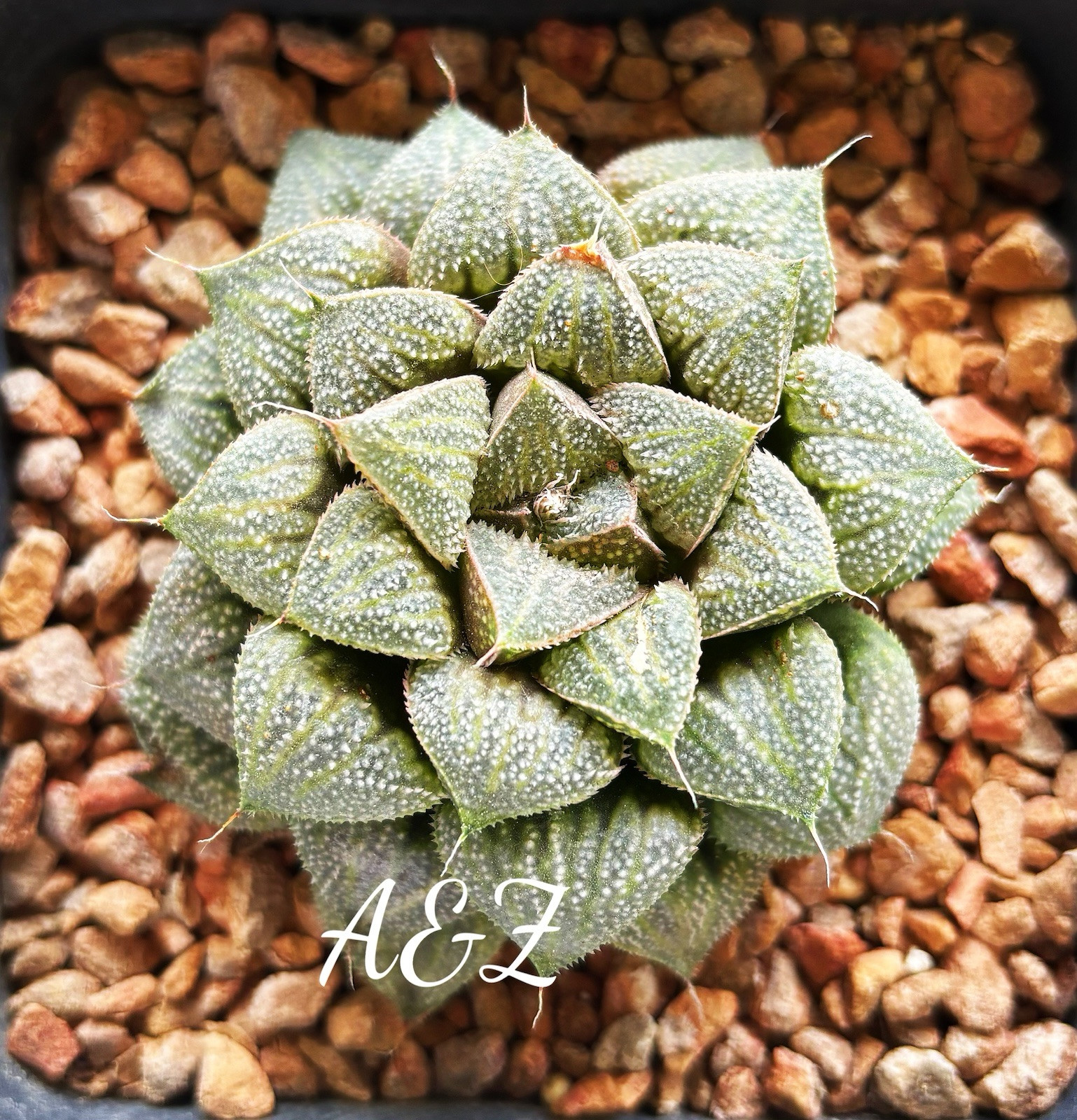 Rare Succulent: 7 Years Old Haworthia Hybrid