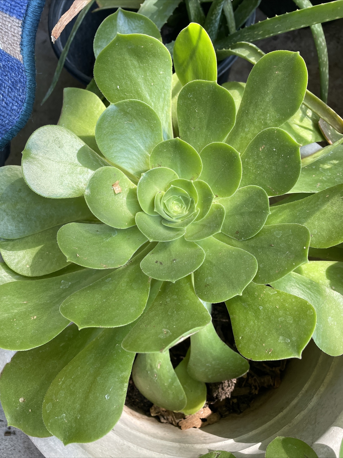 Extra Large size Healthy Fresh Green Aeonium Succulent Rosettes Saucer plants