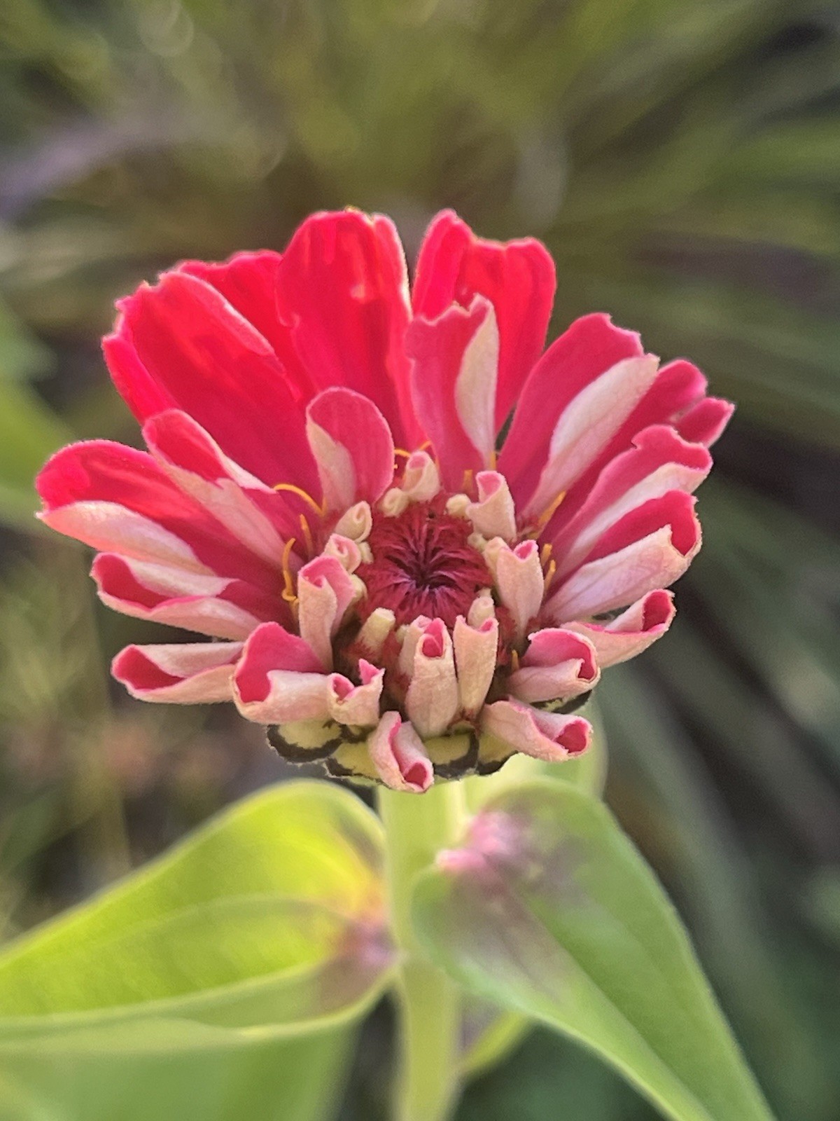Garden Start Seed Variety Packs (PNW Native, Rare Exotic)