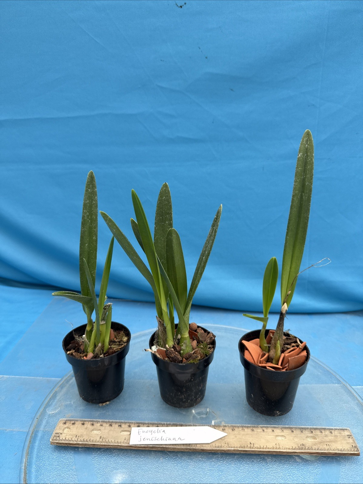 Encyclia jenischiana Pink Purple Tall Stems NEW DIVISIONS Orchid Species 2” Pot