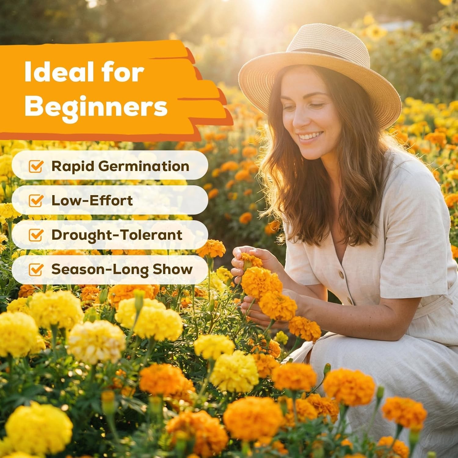 Heirloom Marigold Seeds – 400+ Non-GMO Seeds for Breathtaking Floral Displays