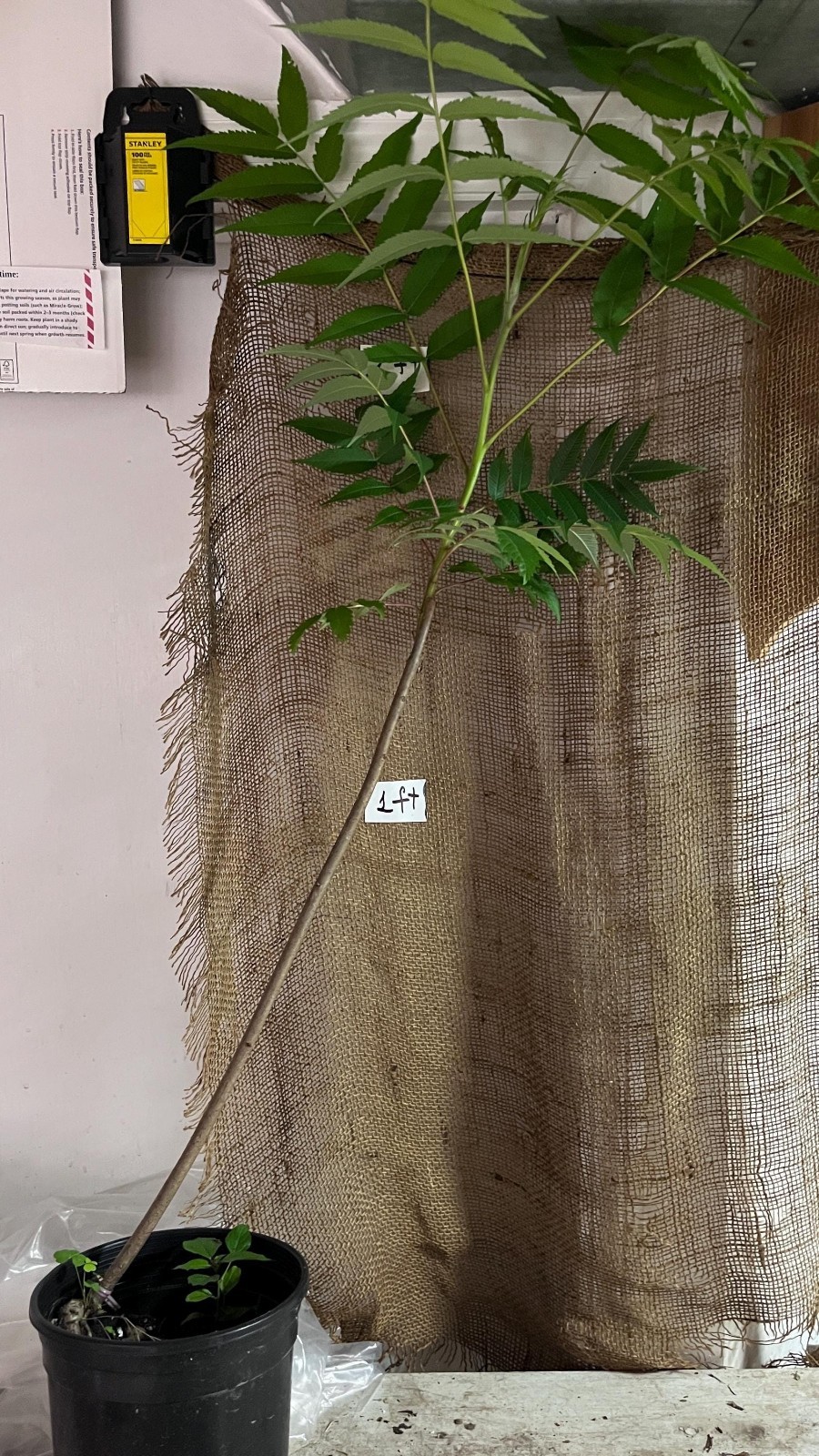 Staghorn sumac 1-2 year old, Pink lemonade plant!! Bare root