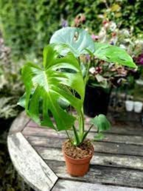 90PCS Fresh Monstera Plant Seeds, Rare Tropical Houseplant Seeds for Indoor &…