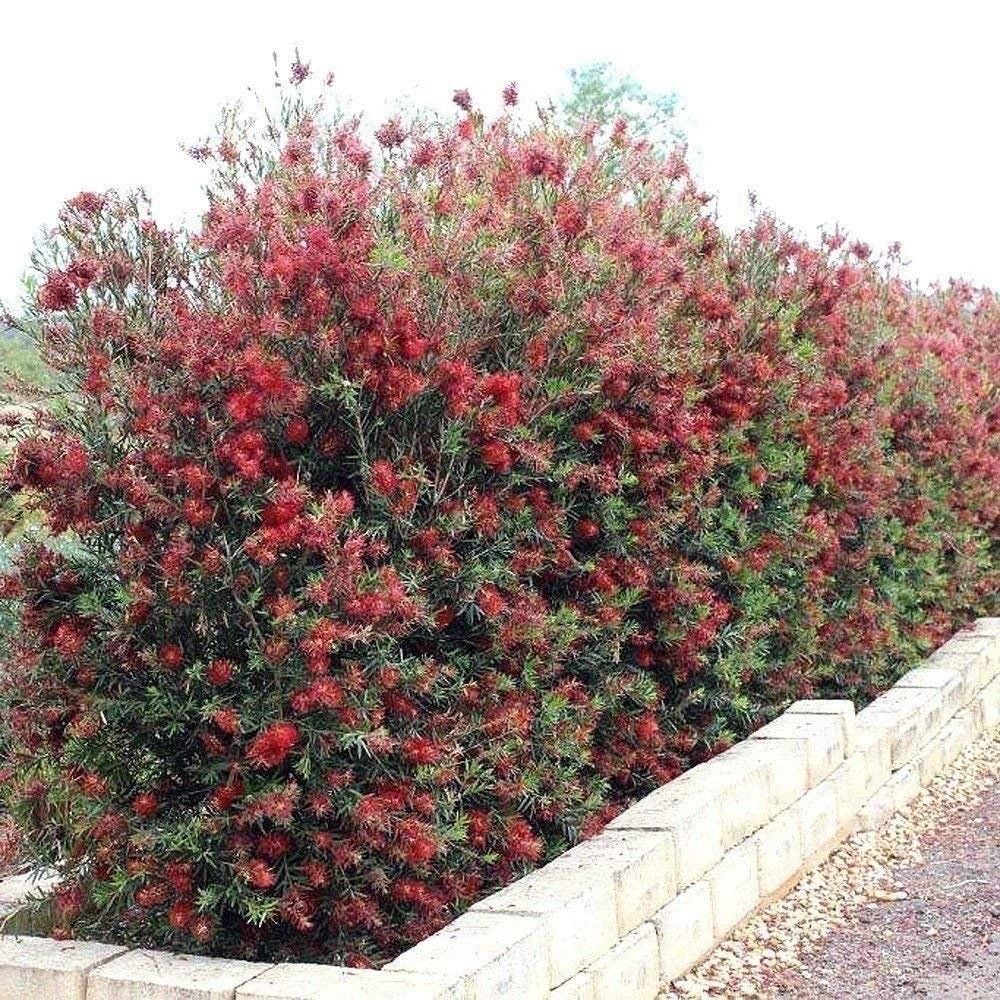 Bottlebrush Red Cluster | 1 Gallon | Callistemon citrinus | Low Maintenance