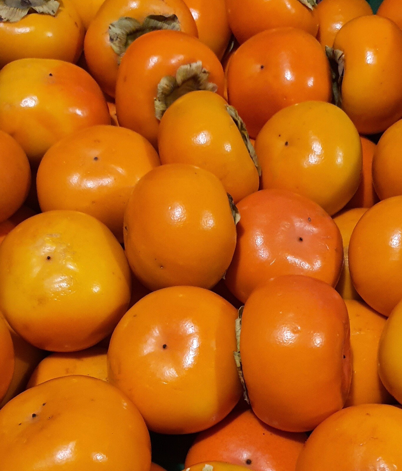 Fresh Organic Fuyu Persimmon (5LBS )