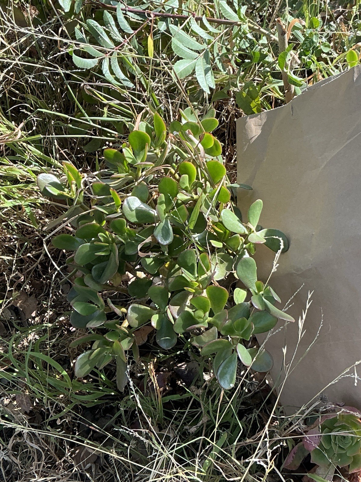 healthy jade plant with roots, Around 16” To 17” tall, rooted