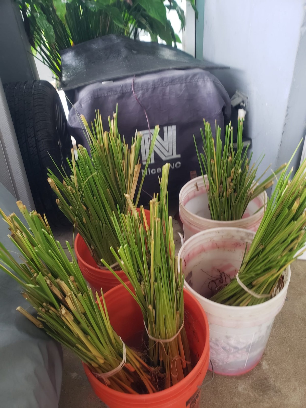 Vetiver live plant for EROSION CONTROL & Ornamental use