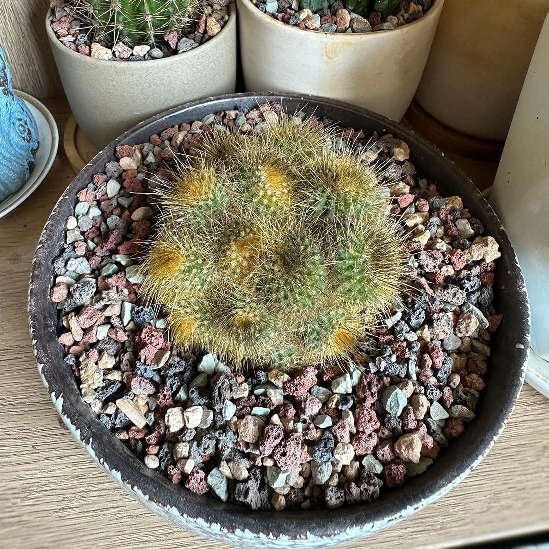 Succulent Cactus Soil Potting Mix Horticultural Lava Rocks Bonsai Soil for Indoo