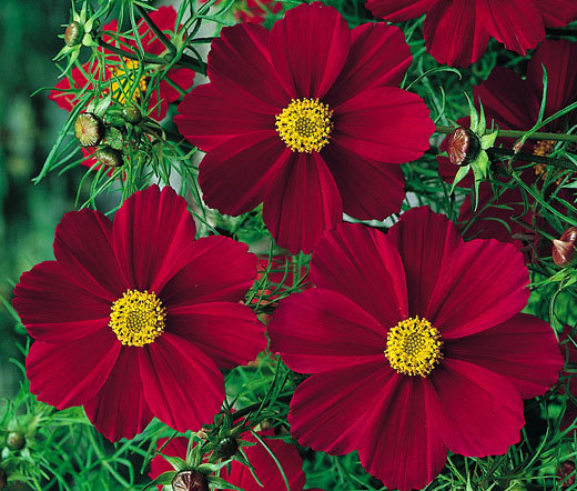 COSMOS RED VERSAILLES Cosmos Bipinnatus – 100 Seeds