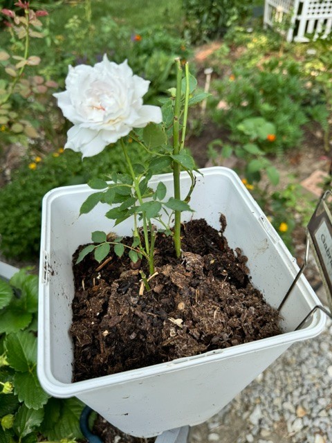 Gabriel Japanese Rose – Fragrant White Lavender Shrub Rose
