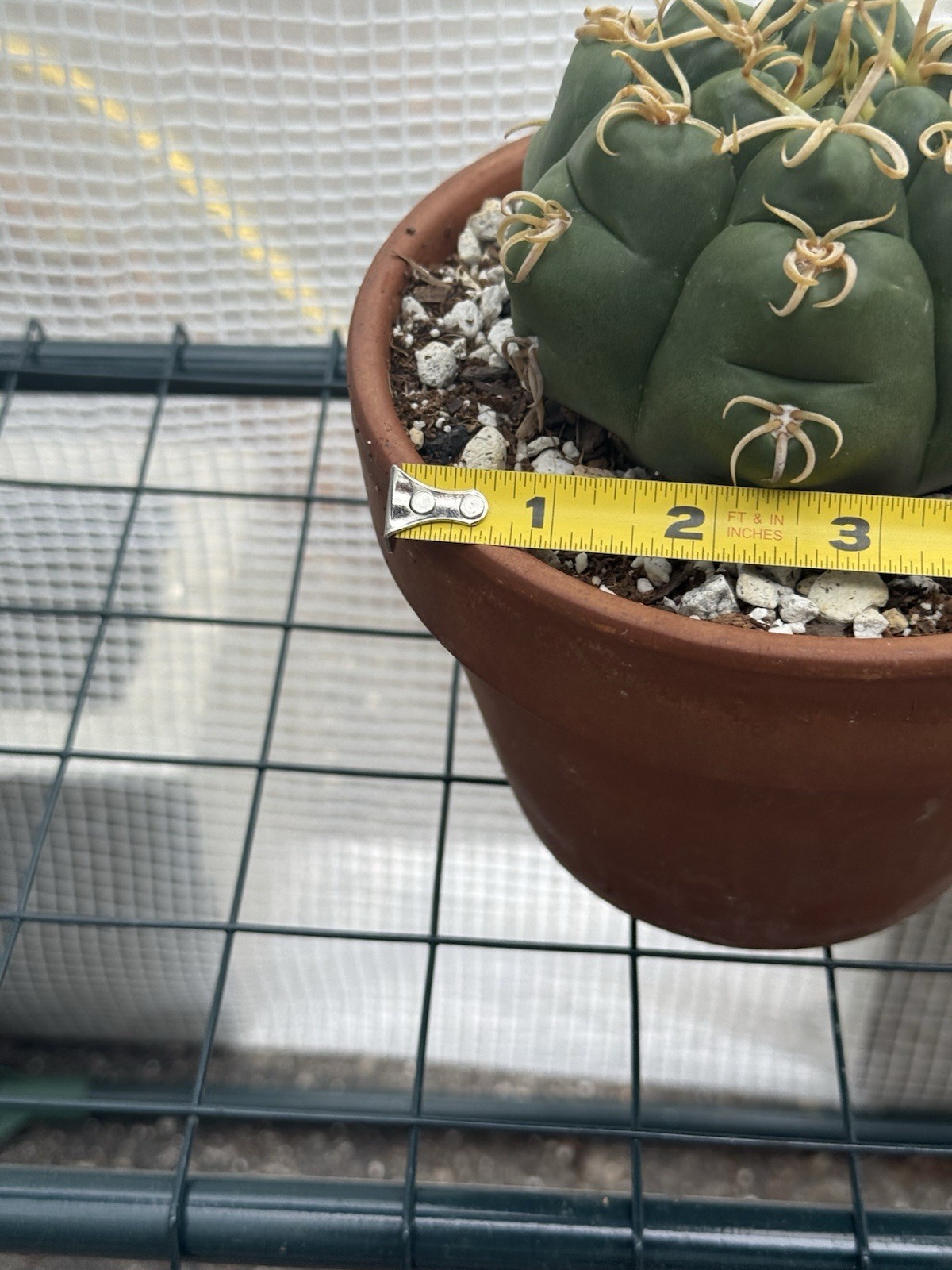 Gymnocalycium denudatum V. Braziliansis / Reaching 5 Inch Wide Now!