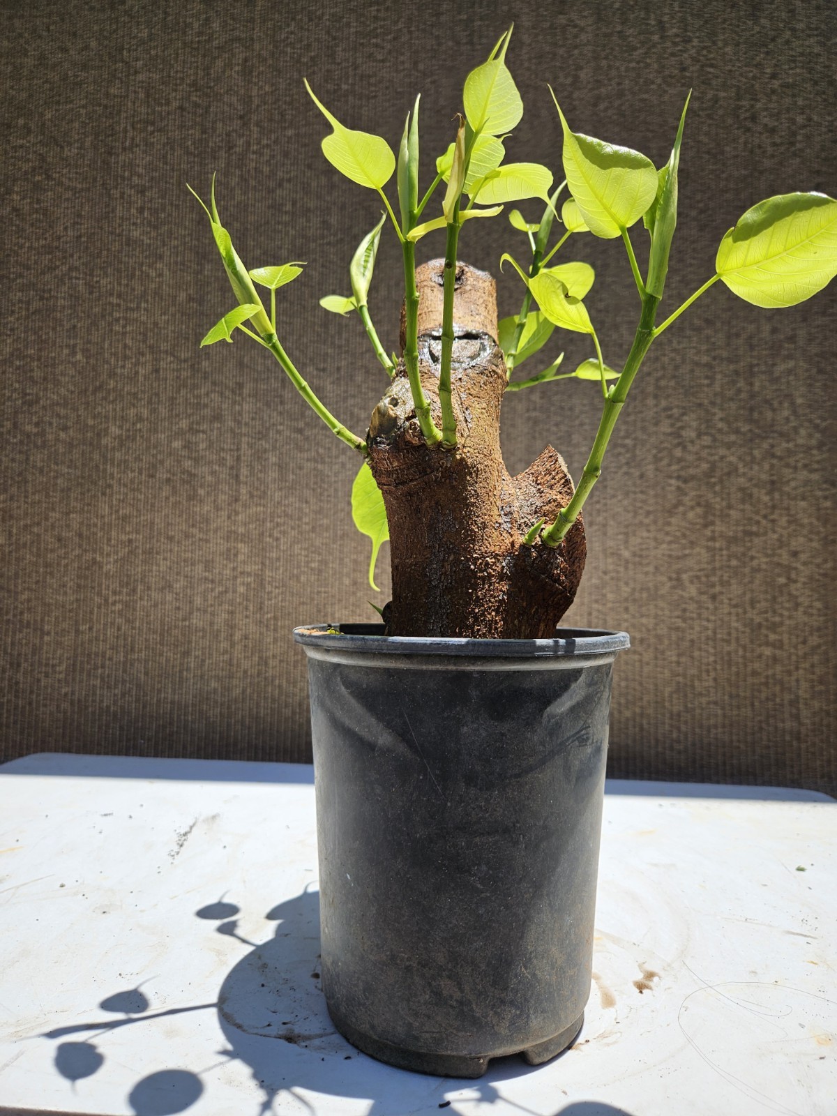 Ficus religiosa ( Sacred fig Cây Bồ Đề) Bonsai Tree,,,, sale