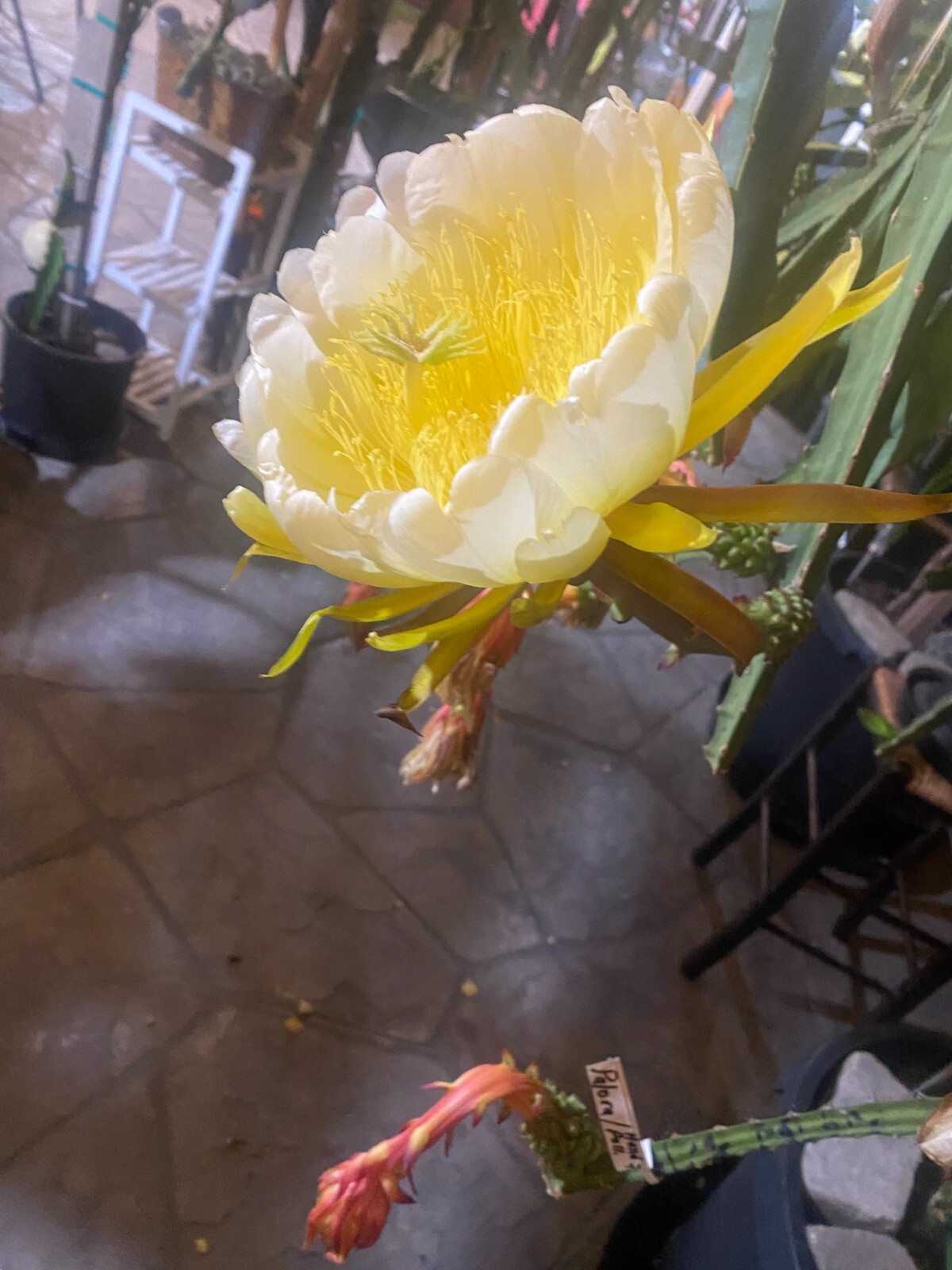 DRAGON FRUIT CUTTINGS – MULTIPLE VARIETIES 8-12 inches