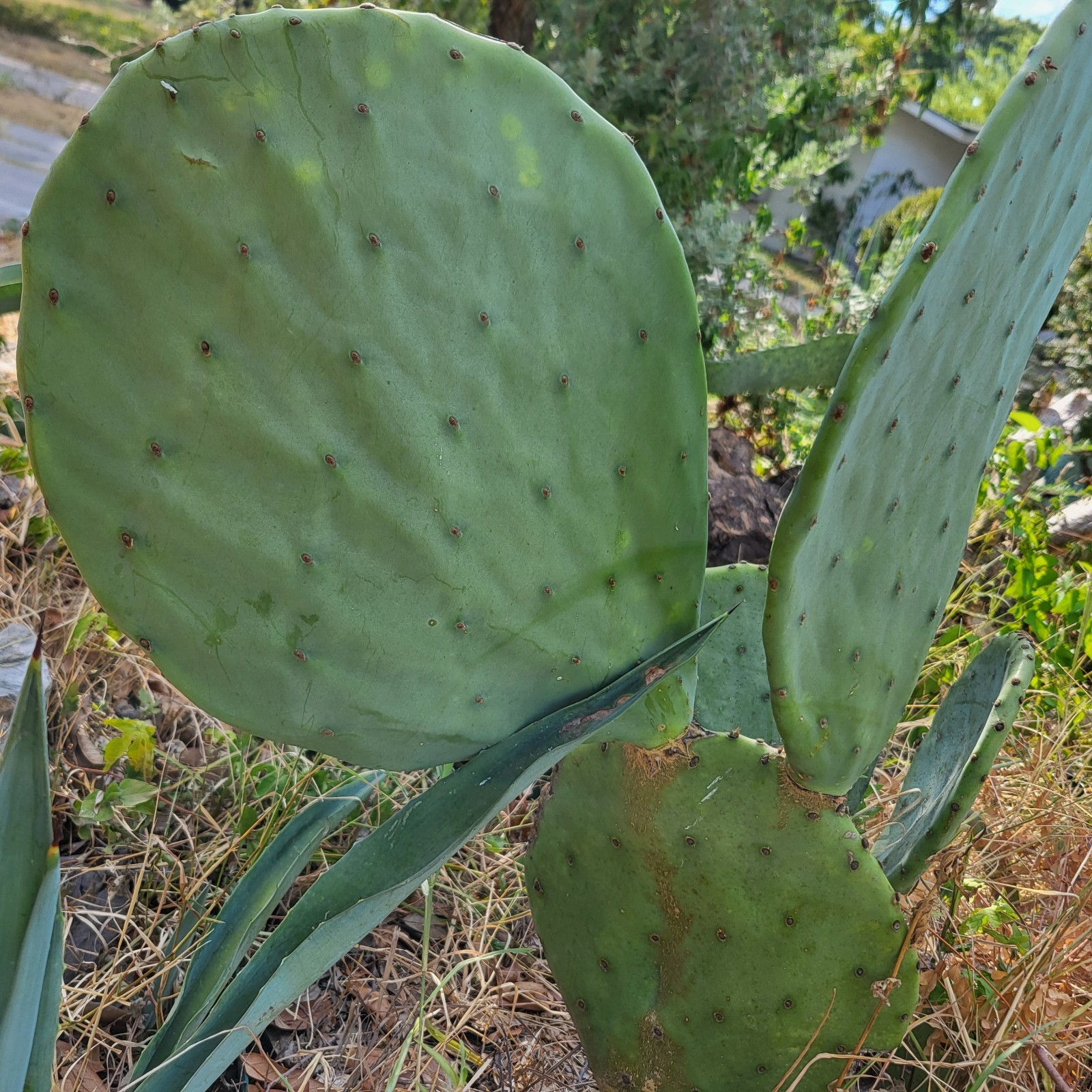 Cactus tunero sin espinas de Nuevo México, USA tunas comestibles Zone 7b Nopal