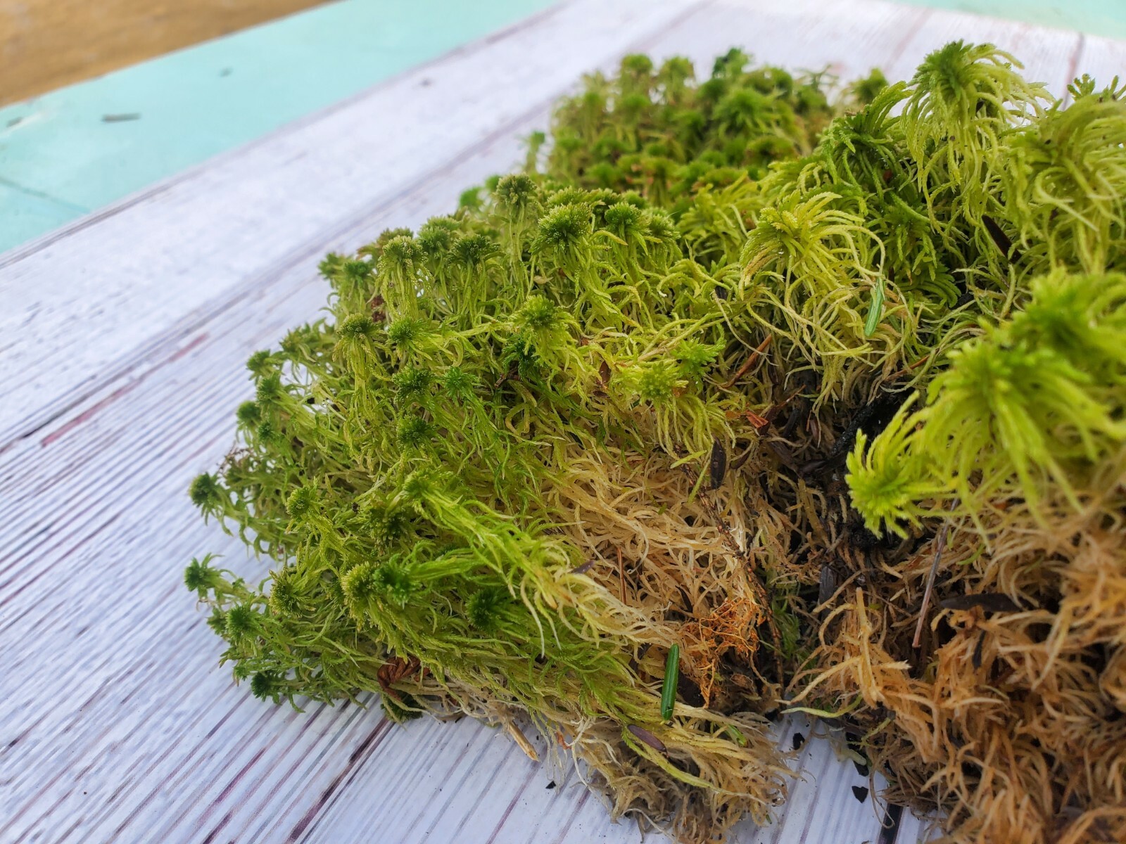 Fresh Live Sphagnum for Terrarium Vivarium Orchids Carnivorous 8″x10″ Bag