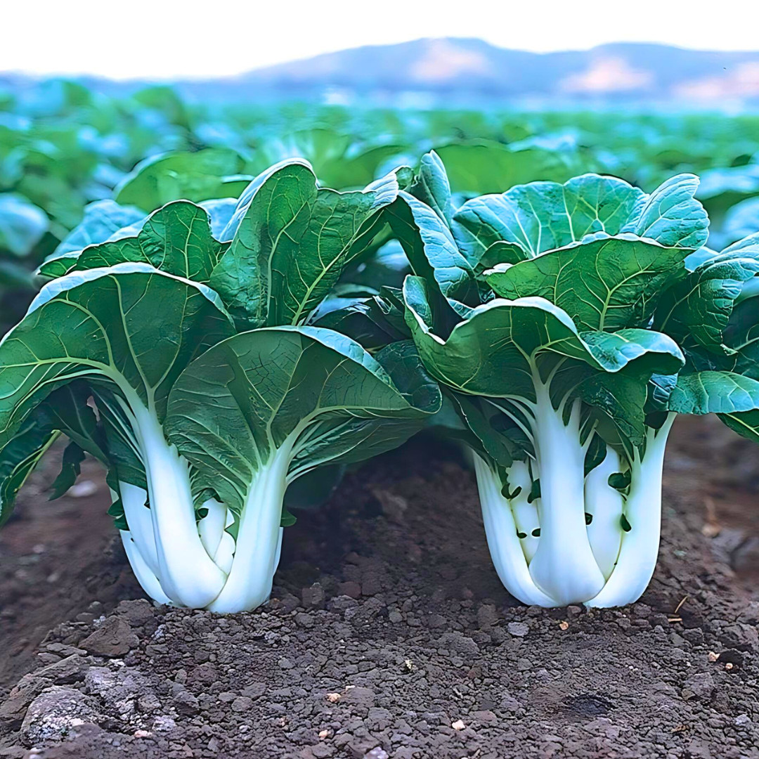 Fresh Tall White Stem Pak Choi Seeds | Heirloom Non-GMO | Asian Vegetable Seeds