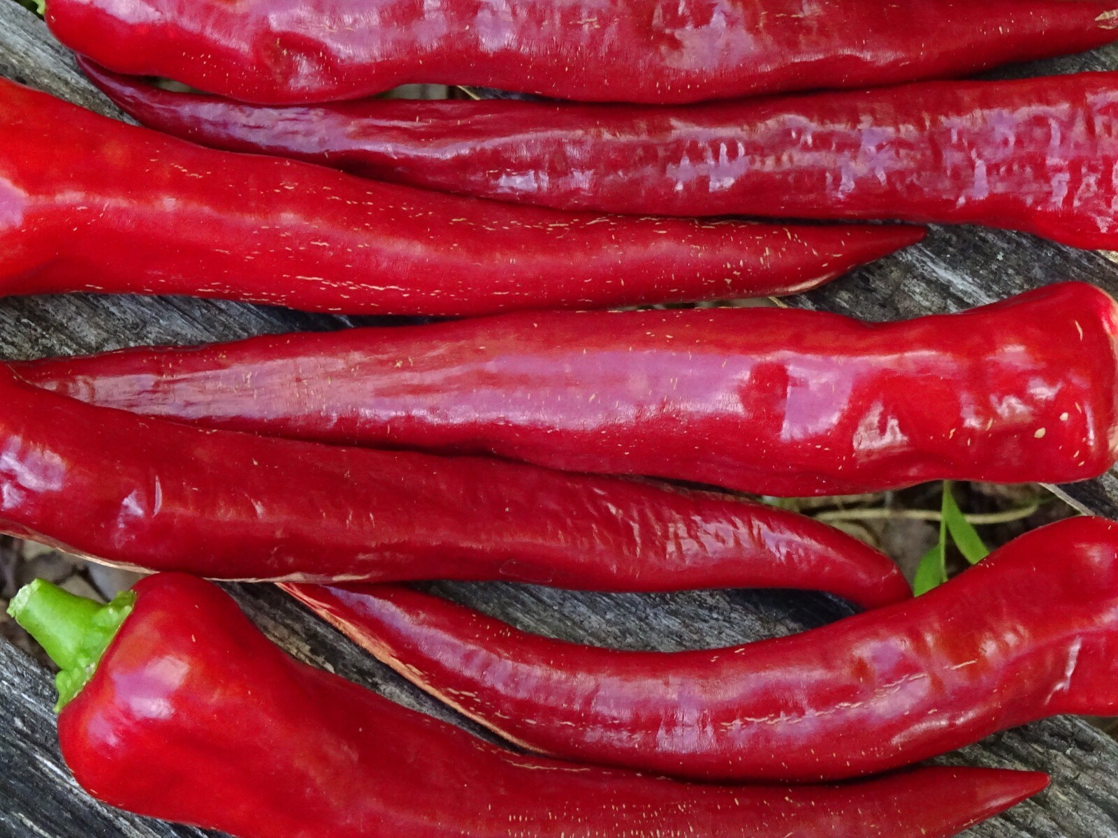 Red Chili Pepper ROKITA Semi-hot 30 seeds Polish Heirloom Organic from 2023
