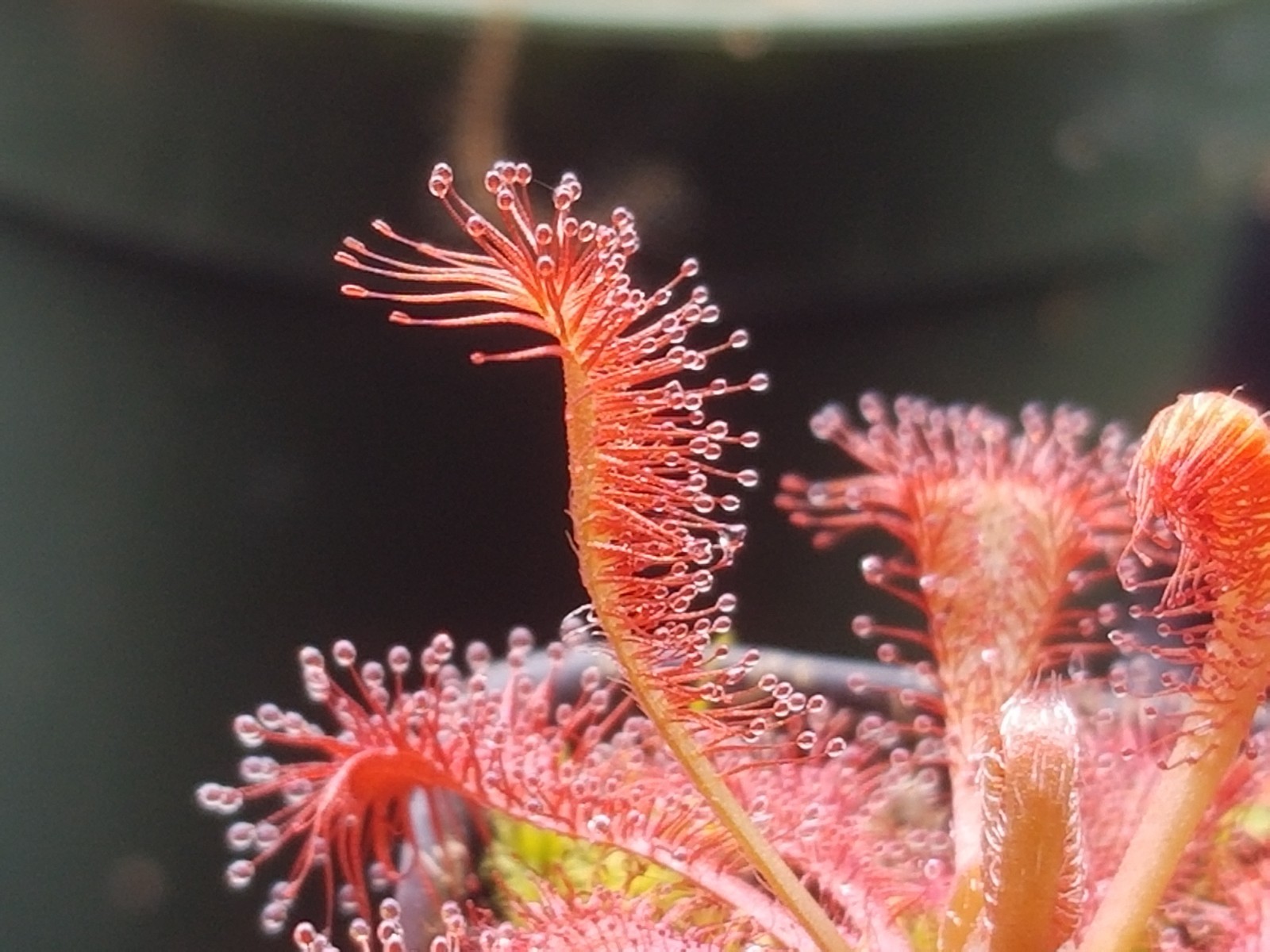 Drosera spatulata “Lovellae” Seeds – Carnivorous Sundew Plant – Easy to grow!