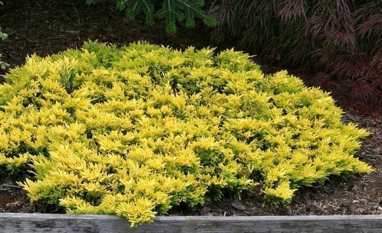 Juniper Lime Glow | 2 Inch | Juniperus horizontalis | Hardy Groundcover Plant