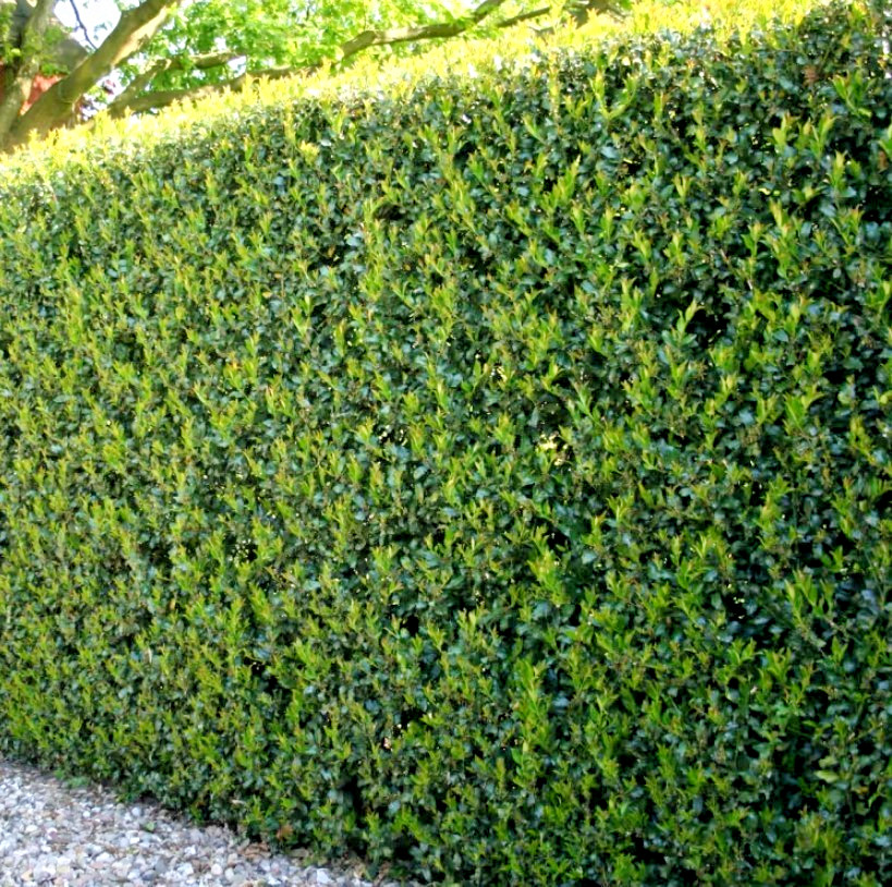 Needlepoint Holly Live Evergreen Shrub Plant – 6″ Tall – 3″ Pot – Ilex Cornuta