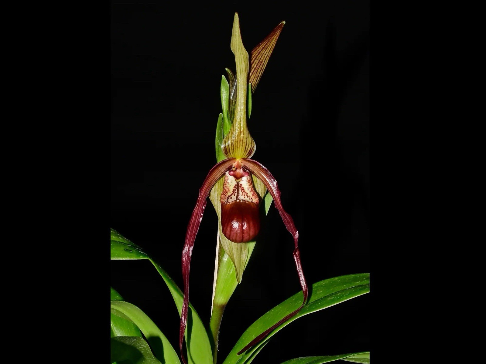 Phragmipedium Rocio Vasquez Red Amber Olive Bloom Size Orchid Hybrid 4” RePot