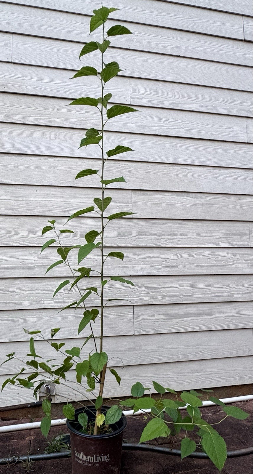 (NEW) 1 Live Mulberry Plant 3-5 Feet Tropical Very Sweet – Mature Fruiting Size