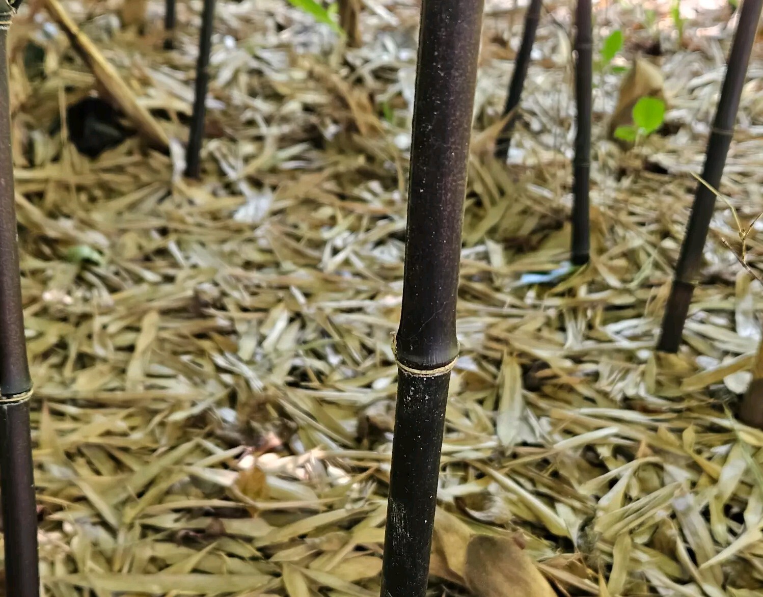 (6) Black Bamboo Rhizomes – Cold-Hardy, Evergreen – Privacy Screen, Fast-Growing