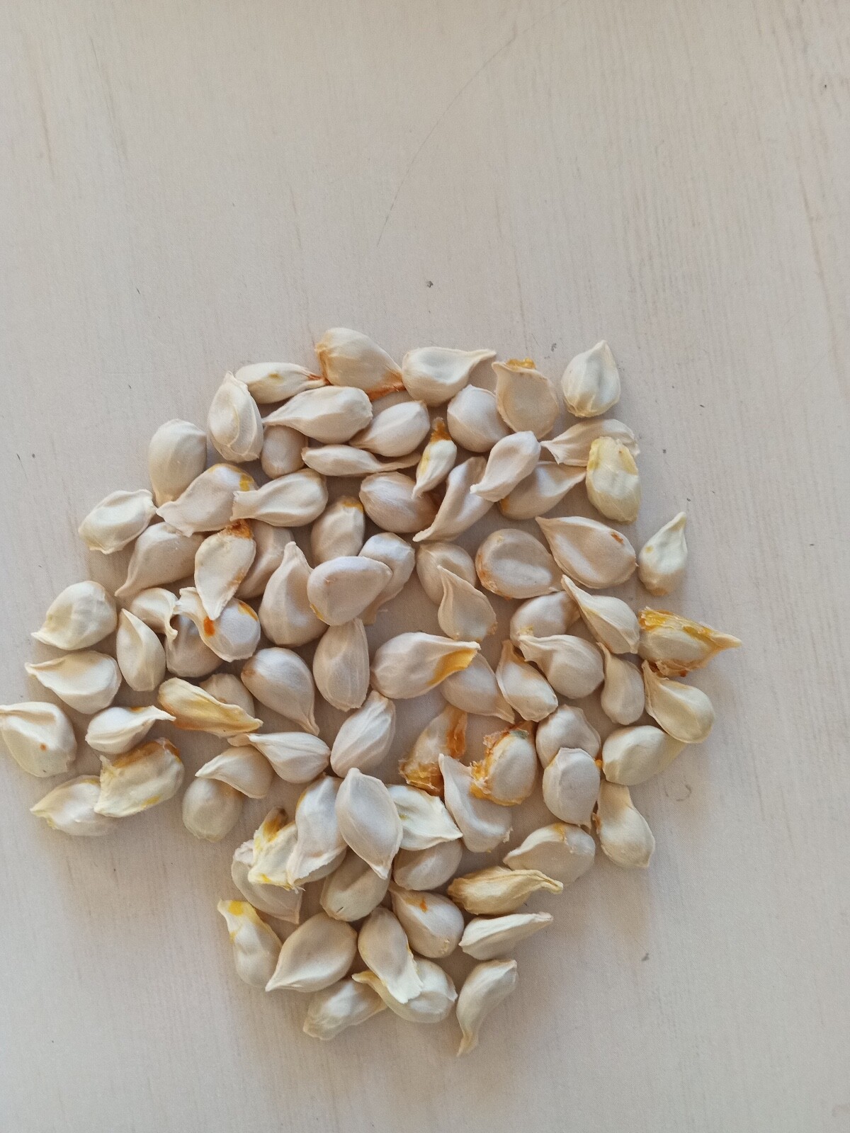 6 Sweet Juicy Honey Tangerine Seeds – Citrus Fruit – OUT OF STOCK