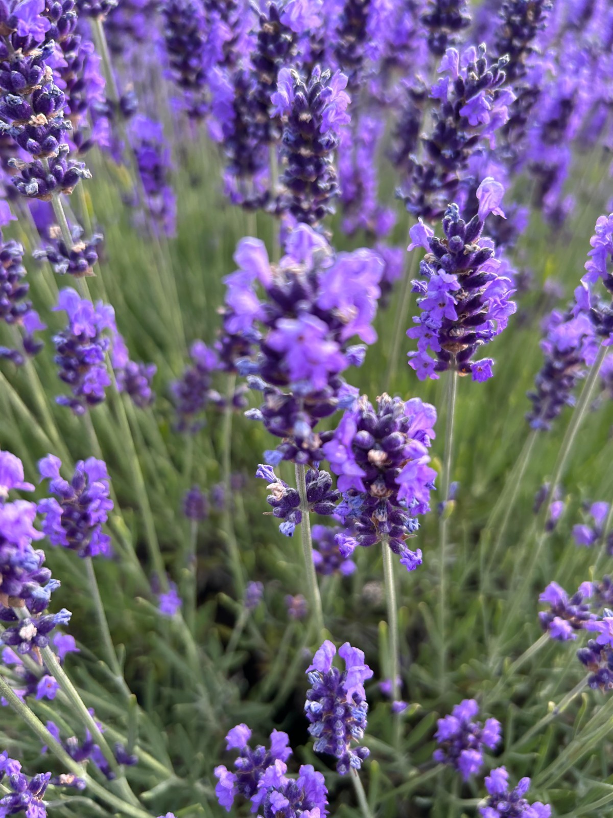 Live Folgate English Lavender Plant | 1 gallon Pot | Farm-Grown Sequim WA |