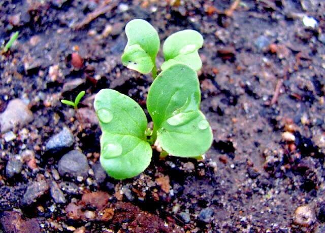 601+PARIS ISLAND Cos Romain LETTUCE Seeds Organic Spring Fall Garden Container