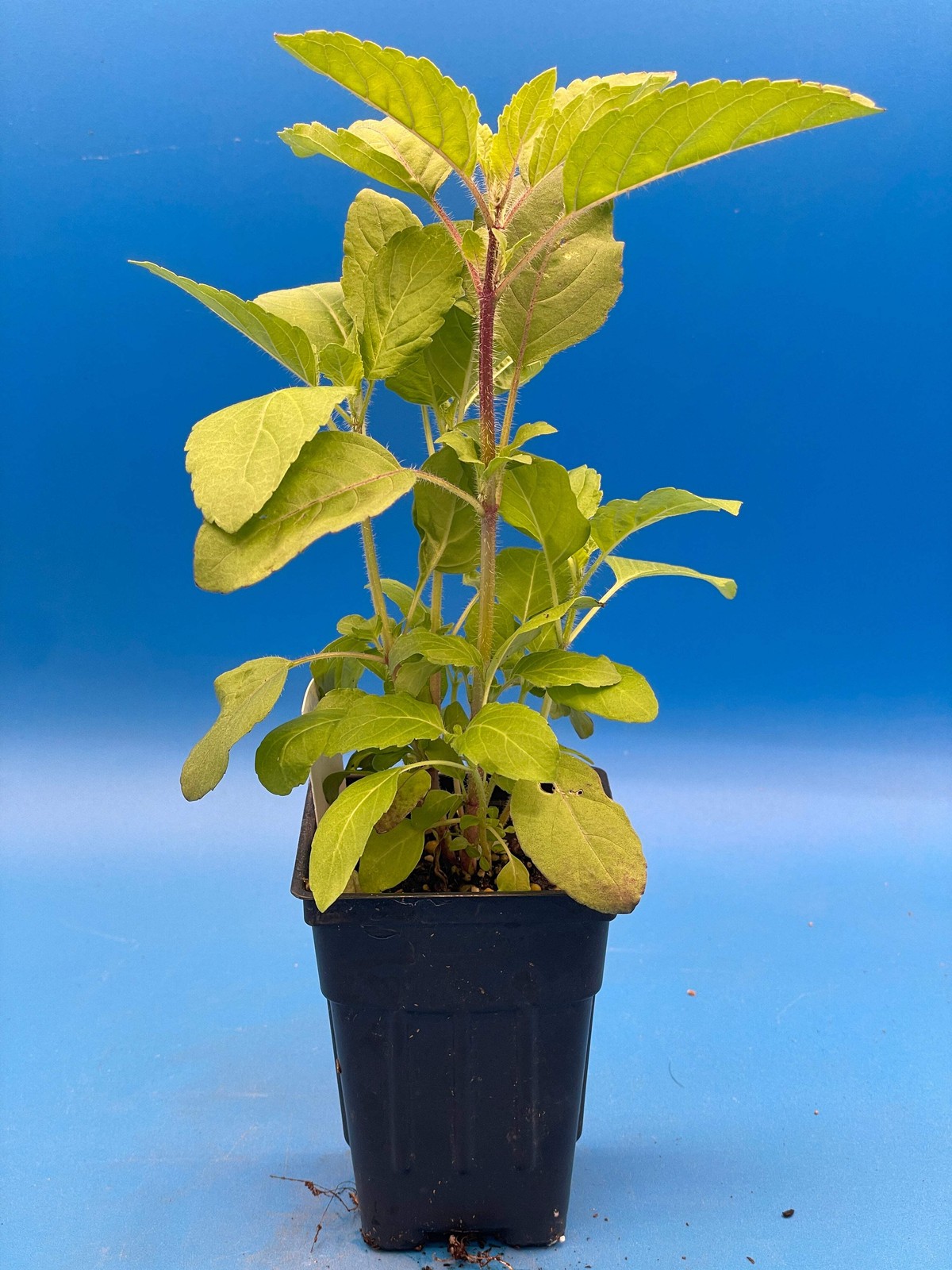 Tulsi, Krishna – Live Plant 3″ Starter Pot – Holy Basil – Ocimum Sanctum