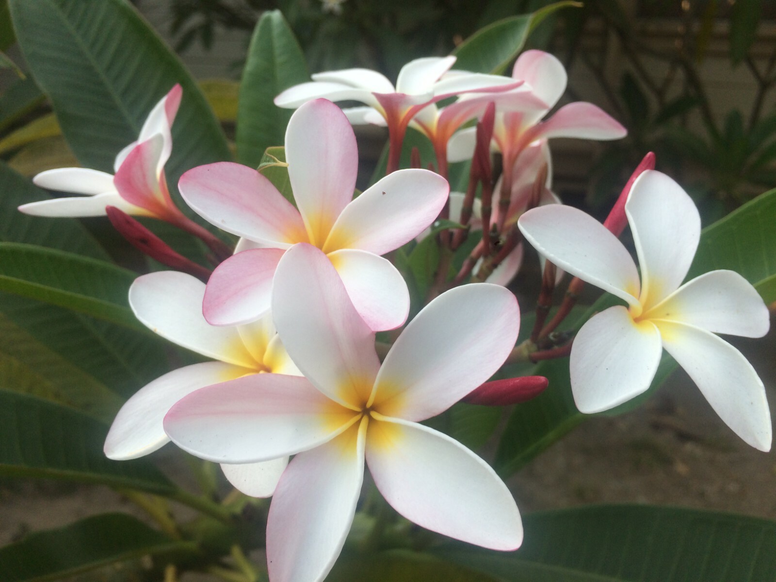 Plumeria Cuttings 10″-11″ Frangipani ~ BUY 2 GET 1 FREE !